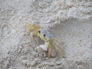 Este cangrejito nos da la bienvenida a Isla Barú
