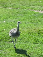 Una avestruz!
